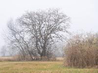 Schilffeld und kahle Bäume im Nebel - Übersee Heinrichswinkel